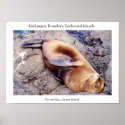 Fur sea lion, time for a nap posters