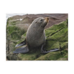 Fur Seal Post Cards