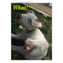 Furbaby scratch.. cards by kawieesaki Furbaby scratch.. cards