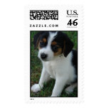FURever Friends Humane Society beagle postage