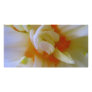 Furled Daffodil Center Photocard Custom Photo Card