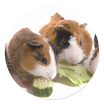 furnace guinea pigs who eat, round sticker