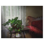 Furniture - Ivy in a window flyers