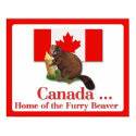 Furry Beaver Poster posters by CanadianGear Furry Beaver Poster posters