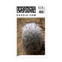 Furry Cactus Medium Postage postage by Gilliand_Photo Furry Cactus Medium Postage postage