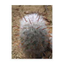 Furry Cactus postcards
