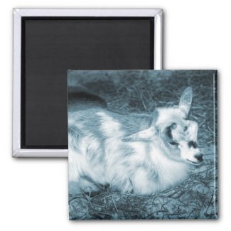 Furry small blue goat doeling baby right refrigerator magnets