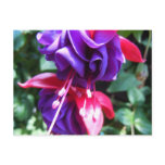 Fuschia 1 post card