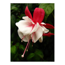 Fuschia Blossom posters by CanoeGuru Fuschia Blossom posters