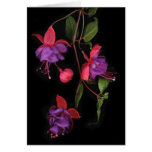 Fuschia Blossoms on Black Greeting Card