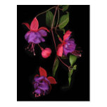 Fuschia Blossoms on Black Post Cards