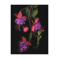Fuschia Blossoms on Black Post Card