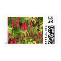 fuschia bush postage by kathiscc fuschia bush postage