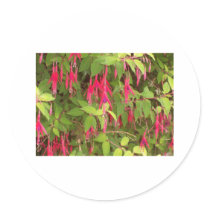 fuschia bush stickers