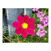 Fuschia Flower posters by hallj6 Fuschia Flower posters