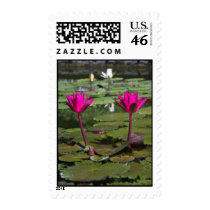 Fuschia lillies postage