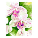 Fuschia Orchid Canvas Print by mozache Fuschia Orchid Canvas Print