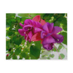 Fuschia Postcard