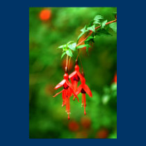 Fuschia posters