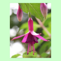 Fuschia posters