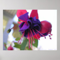 Fuschia Print