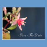 Fuschia Save The Date Wedding Postcard postcards