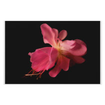 Fuschia stationery by JeffreySinnock Fuschia stationery