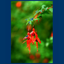 Fuschia t-shirts