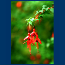 Fuschia t-shirts
