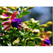 Fuschias Flowers photo sculptures by lifesphere Fuschias Flowers photo sculptures