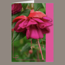 Fuscia cards by Jack_of_Arts Fuscia cards