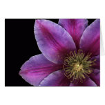 Fuscia Clematis Close-up Card