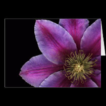 Fuscia Clematis Close-up cards