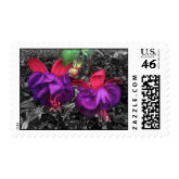 Fuscia Flower Postage stamp