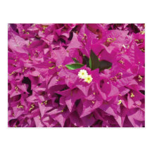 Fushia Furry Postcards