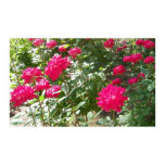flora, floral, flowers, rose, roses, pink roses,