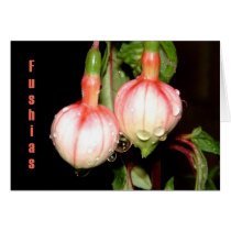 fushias cards by Libby fushias cards