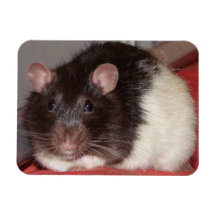 fuzzball magnet