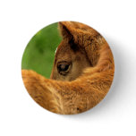 Fuzzy Baby Horse buttons