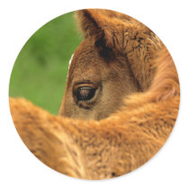 Fuzzy Baby Horse Sticker