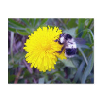Fuzzy Bee Postcard