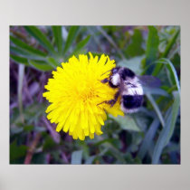 Fuzzy Bee Poster