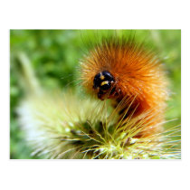 Fuzzy Caterpillar postcards