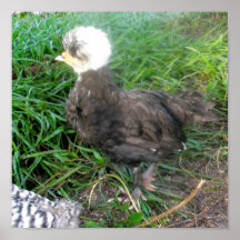 Fuzzy Head Chick Poster