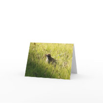 Fuzzy Little Finch, Blank Card