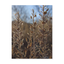 Fuzzy Sharp postcards