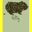 G. Pig w/Single Poop t-shirts
