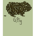 G. Pig w/Single Poop t-shirts