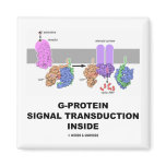 G-Protein Signal Transduction Inside Magnet