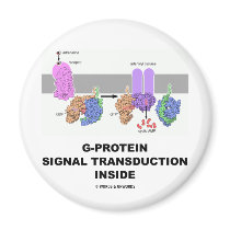 G-Protein Signal Transduction Inside Fridge Magnets